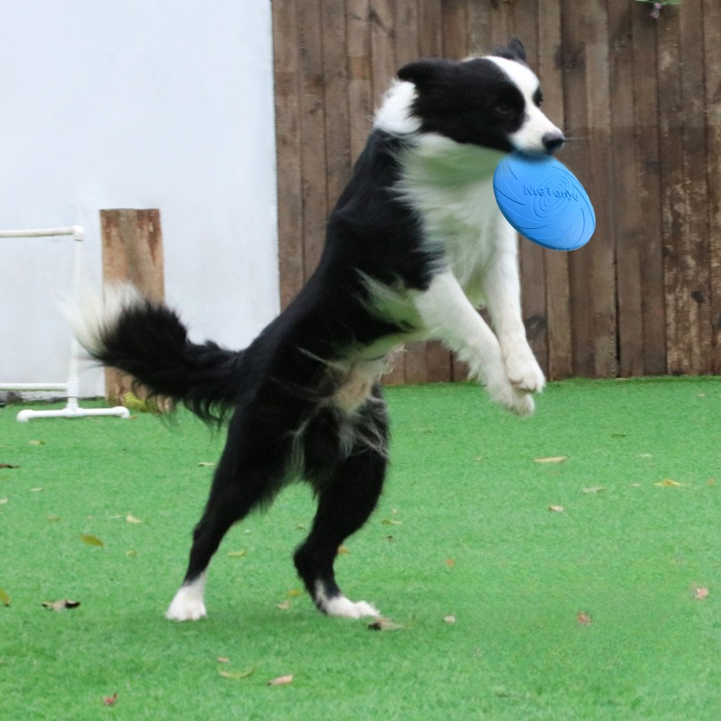 Dog Frisbee, Border Animal Pet - Frisbee Freestyle Disc review and price